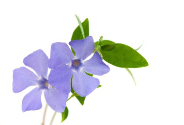 Periwinkle flower isolated clipart