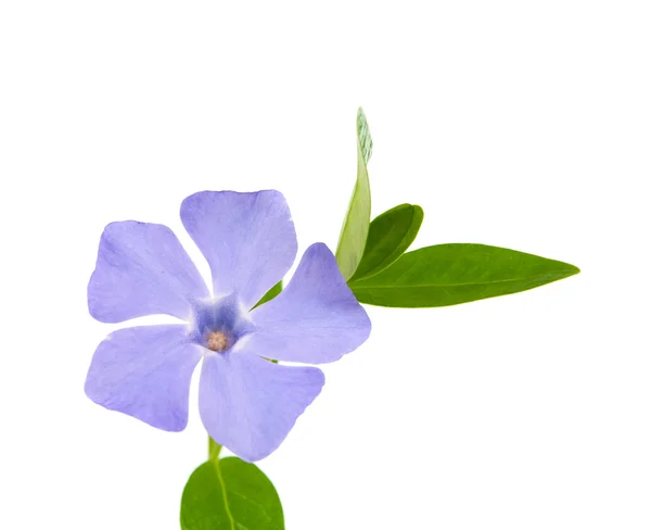 Цветок Перивинкля изолирован — стоковое фото