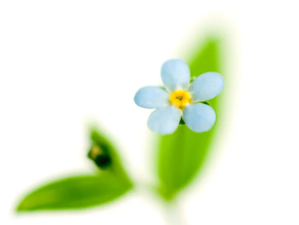 ワスレナグサ一輪の花 — ストック写真