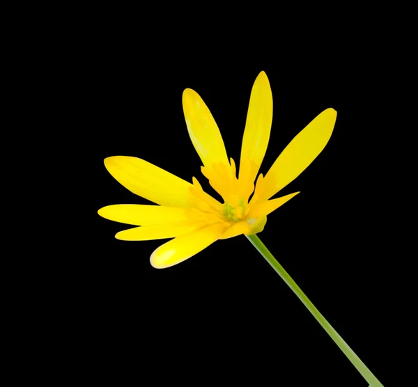 分離された黄色のデイジー — ストック写真