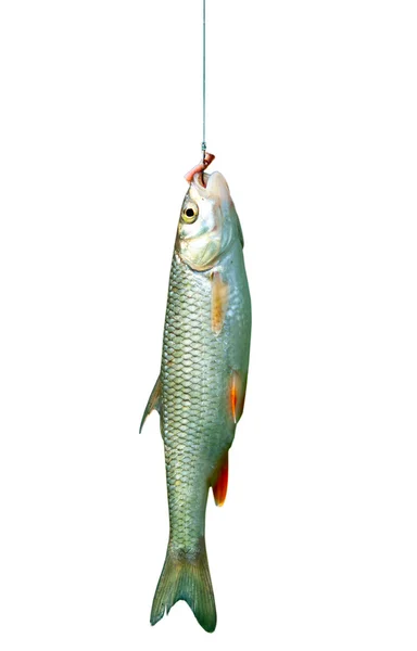 Ryby na háček, izolované — Stock fotografie