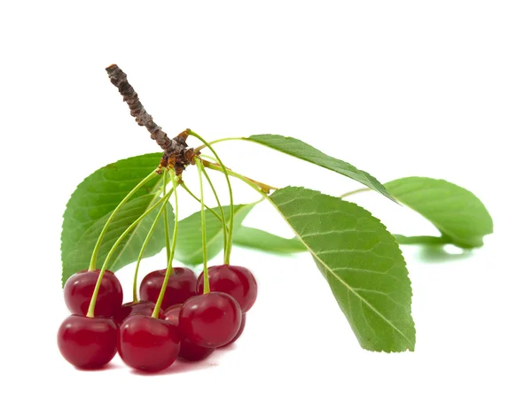 Branch with cherries isolated — Stock Photo, Image