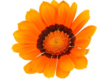 izole gazania çiçek