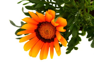 izole gazania çiçek