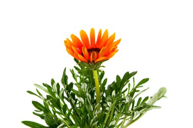 izole gazania çiçek