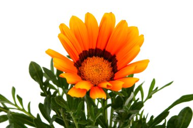 izole gazania çiçek