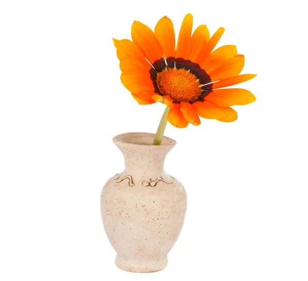 Gazania izole bir vazoda çiçek — Stok fotoğraf