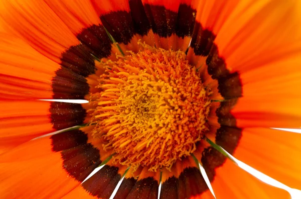 Gazania. (Sonnenblume) — Stockfoto