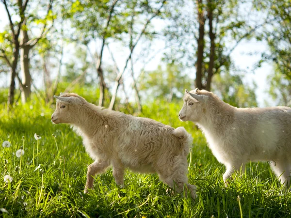 ヤギの放牧 — ストック写真