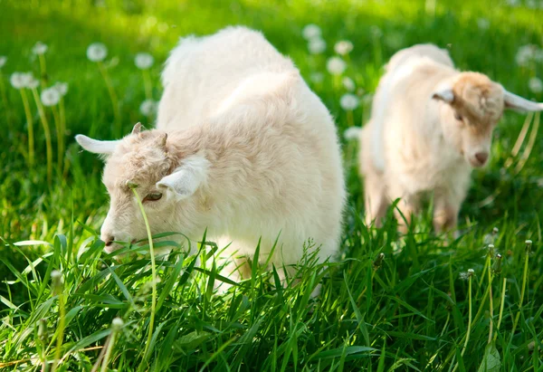 山羊吃草 — 图库照片