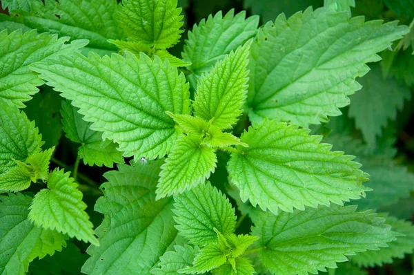 stock image Green stinging nettle