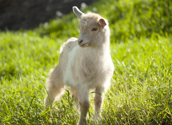 El pastoreo de cabras —  Fotos de Stock