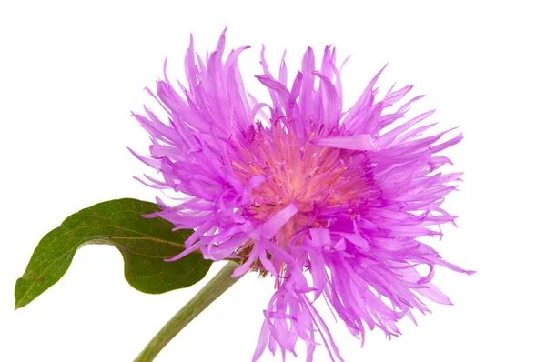 Cornflower púrpura aislado — Foto de Stock