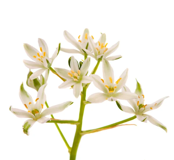 Flores blancas aisladas —  Fotos de Stock