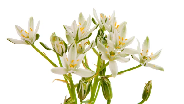 Flores blancas aisladas —  Fotos de Stock
