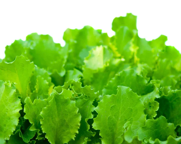 Salade bladeren — Stockfoto