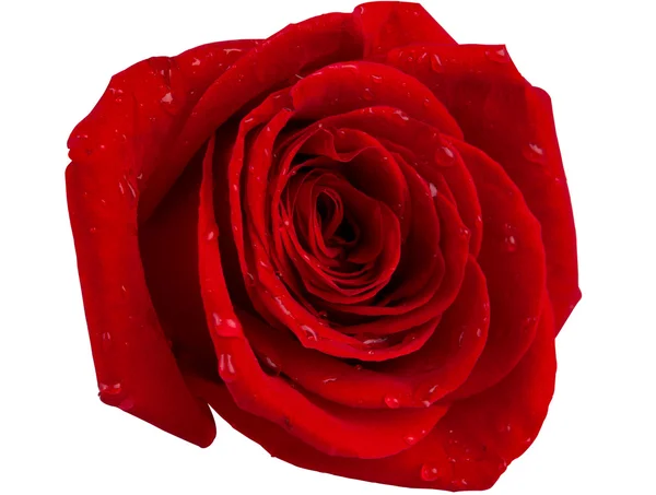 Red rose with water droplets isolated Stock Picture