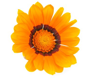 izole gazania çiçek