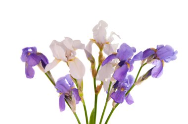 Iris bouquet isolated