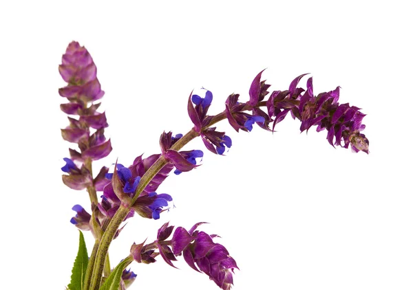 stock image Purple plant isolated