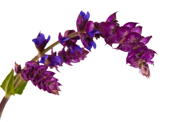Purpurweiden-Salbei-Blume — Stockfoto