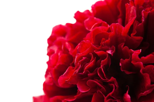 Malva flores rojo — Foto de Stock