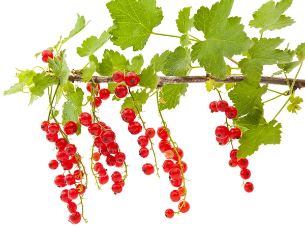 Currant branch isolated — Stock Photo, Image