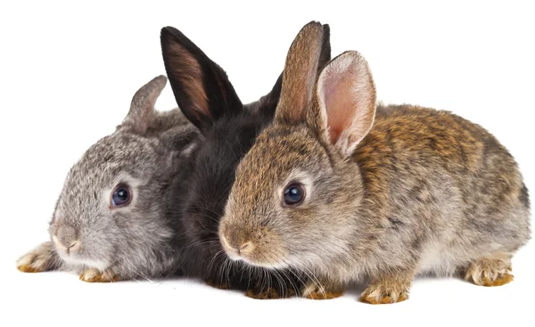 Conigli isolati — Foto Stock
