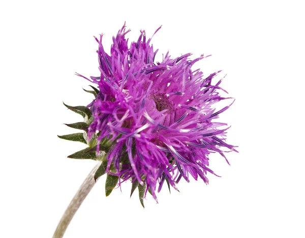 Fialový květ wild izolované — Stock fotografie