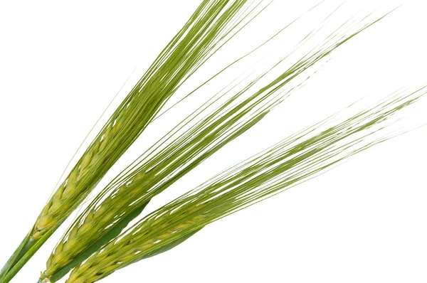 Yeşil buğday kulak izole — Stok fotoğraf