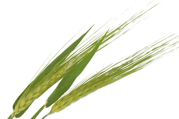 stock image Green wheat ears isolated