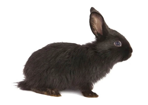Sevimli tavşan — Stok fotoğraf