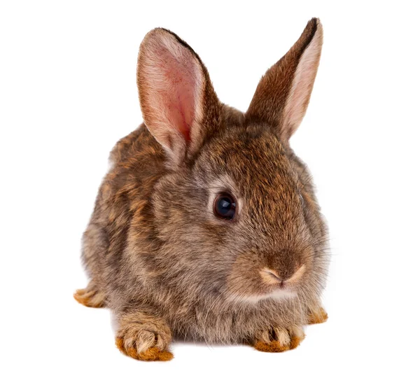 Rabbits isolated — Stock Photo, Image