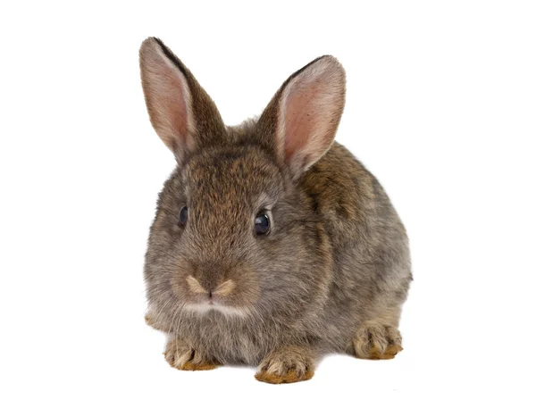 Izole tavşan — Stok fotoğraf