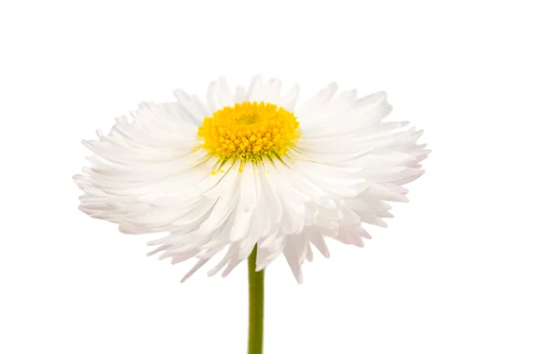 Marguerite isolata — Foto Stock