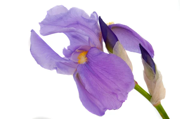 Krásný iris květina izolované — Stock fotografie