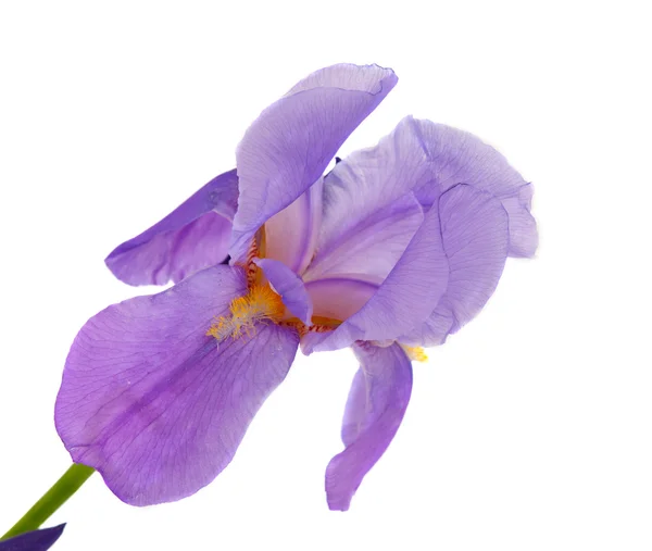 Kaunis iiris kukka eristetty — kuvapankkivalokuva