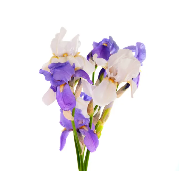 Iris csokor elszigetelt — Stock Fotó
