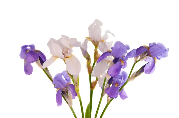 Ramo de iris aislado — Foto de Stock