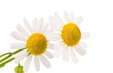 Medical chamomile