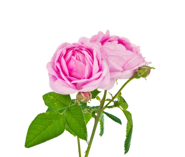 Teaspoon pink rose — Stock Photo, Image