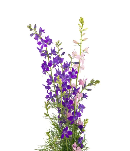 Bouquet van veldbloemen geïsoleerd — Stockfoto