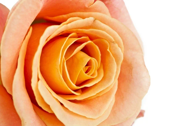 Rosa arancione isolata — Foto Stock