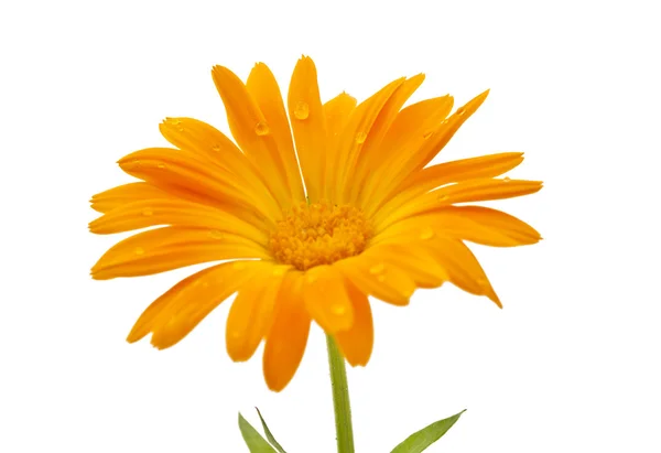 Marigold çiçek ile izole çiy damlaları — Stok fotoğraf