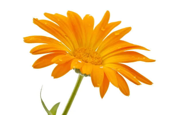 Marigold çiçek ile izole çiy damlaları — Stok fotoğraf