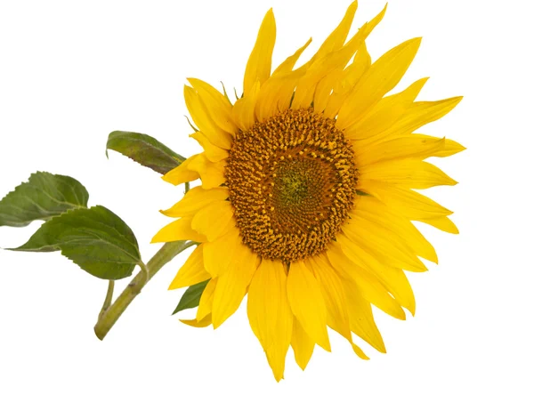 Яскраво-жовтий соняшник ізольований — стокове фото