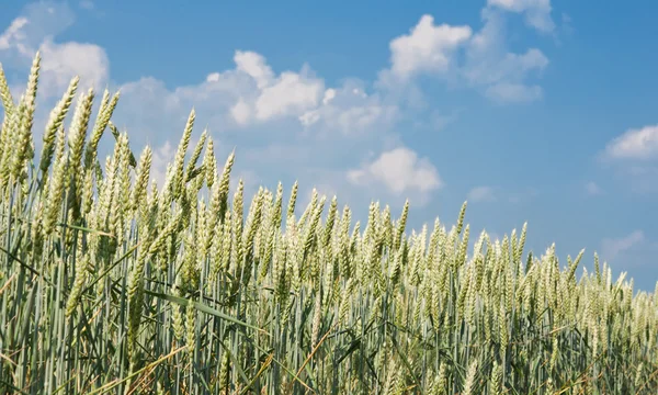 Field of green wheat — Stock Photo, Image