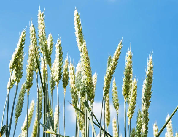 Поле зеленої пшениці — стокове фото