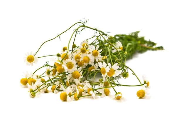 Medical chamomile — Stock Photo, Image