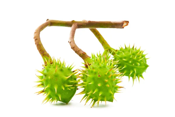 Branch with chestnuts isolated — Stock Photo, Image